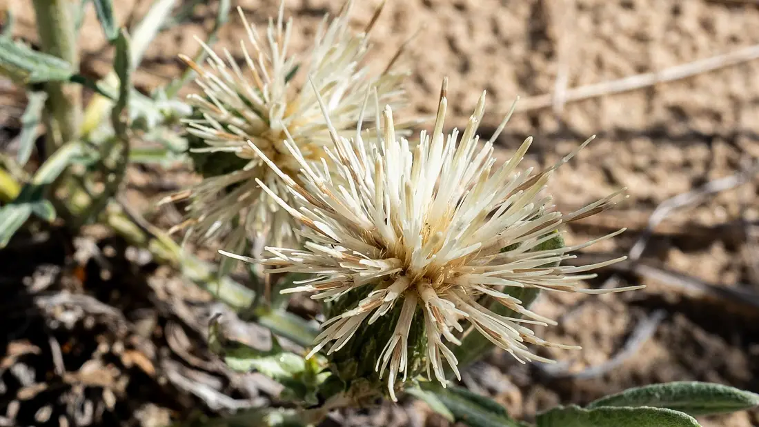 Pitcher’s thistle blossoms at Indiana Dunes State Park