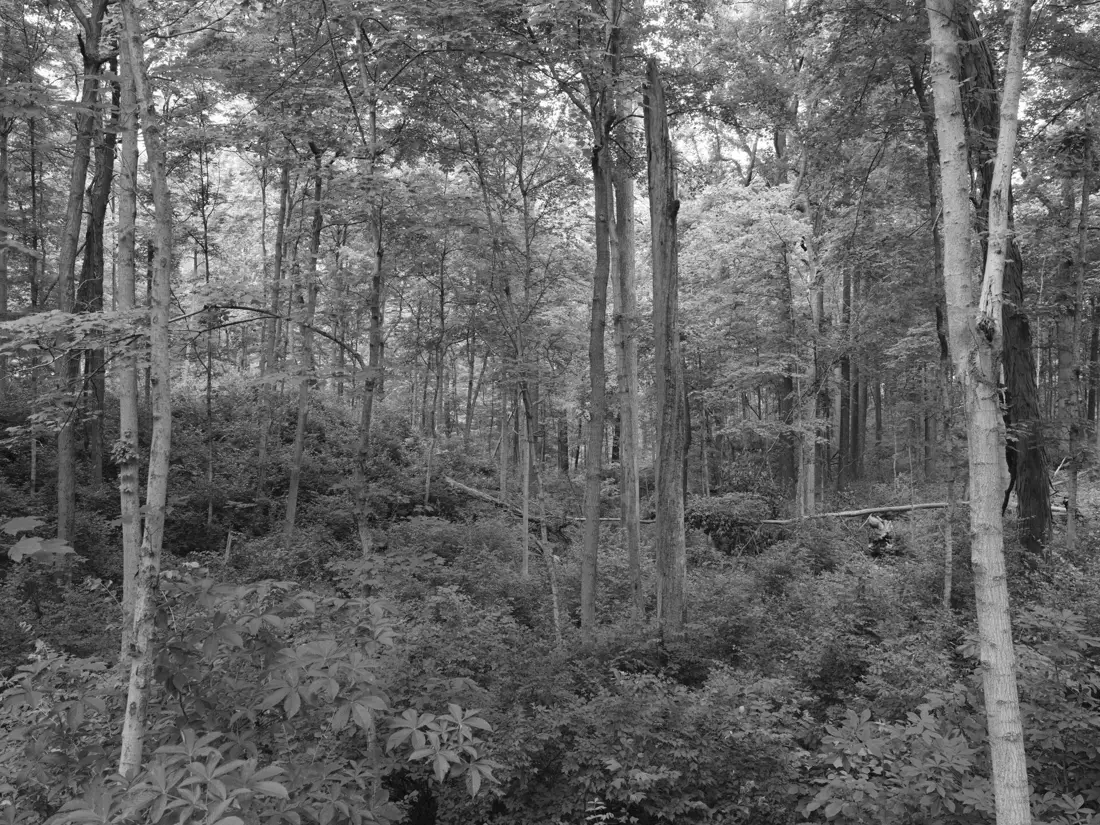 Black-and-white woodland at Mounds State Park