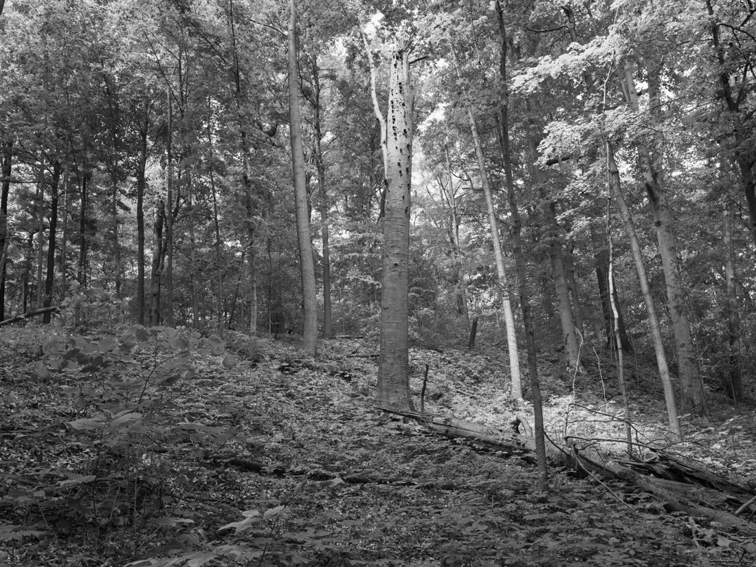Black-and-white woodland at Shades State Park
